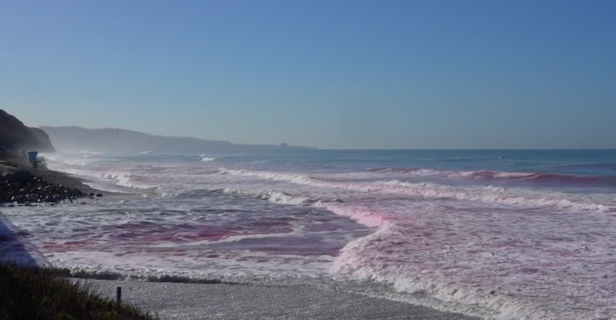 Here’s why San Diego’s waves have turned pink