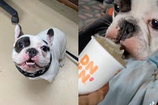 Animal shelter’s brutally honest ad for ‘fire-breathing demon’ dog goes viral: ‘No takesy backsies’