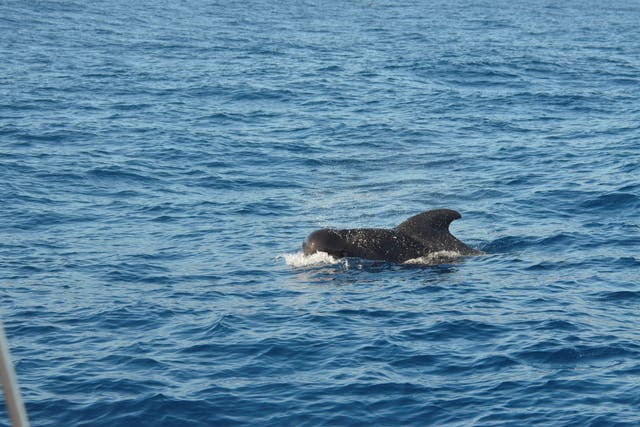 A short-finned pilot whale had not been found in UK waters before (Georg Hantke/PA)