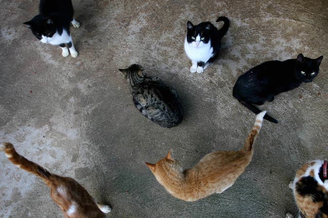 <p>Stray cats are seen at an animal welfare centre in Algeciras, 17 January 2006</p>