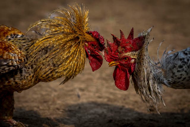 <p>Roosters attack each other during a cockfight as part of Jonbeel festival near Jagiroad, about 75 kilometers (47 miles) east of Guwahati, India, Friday, January, 20, 2023</p>