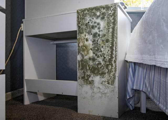 <p>Tenants say they have tried everything from anti–mould spray, dehumidifiers and portable heaters to tackle mold and damp </p>