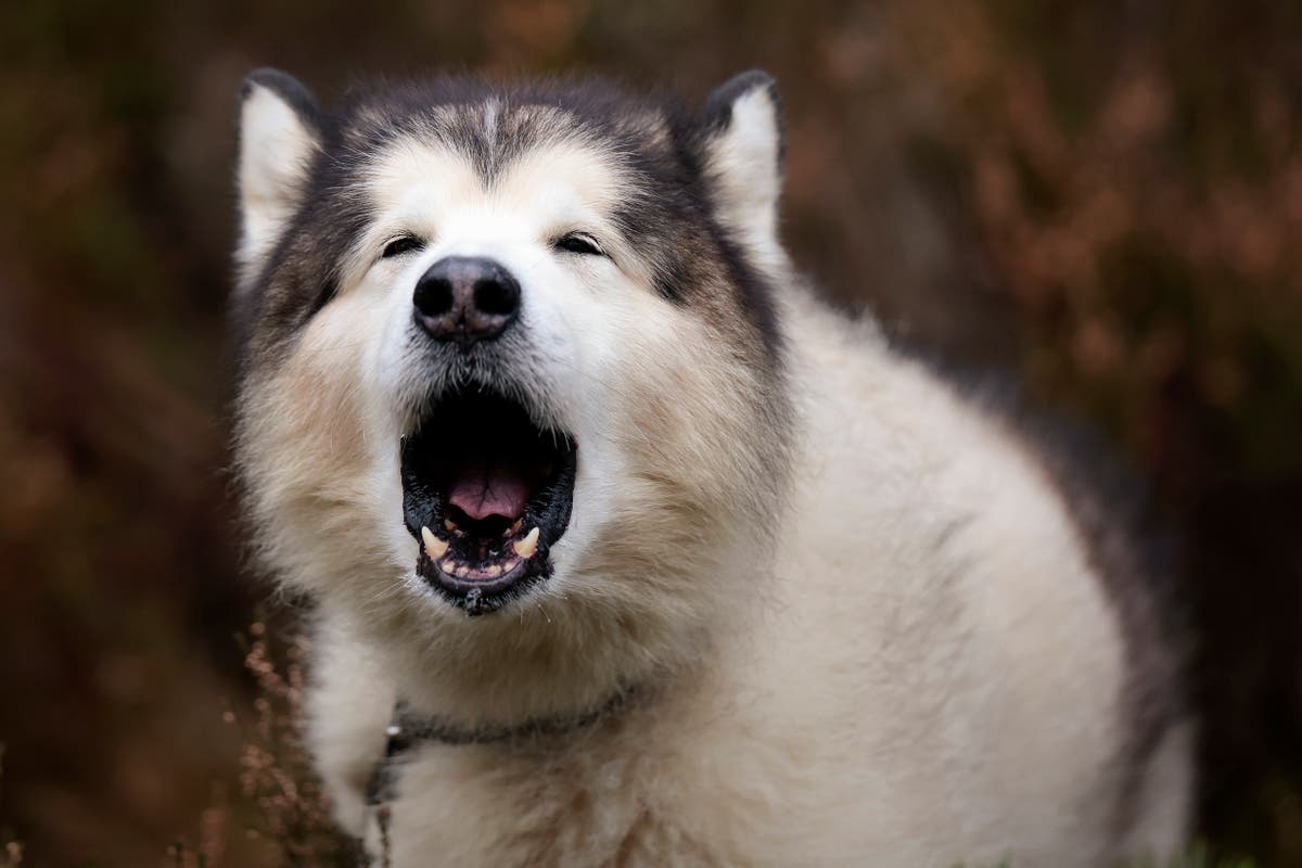 Study finds which dogs are more likely to reply to wolf howls