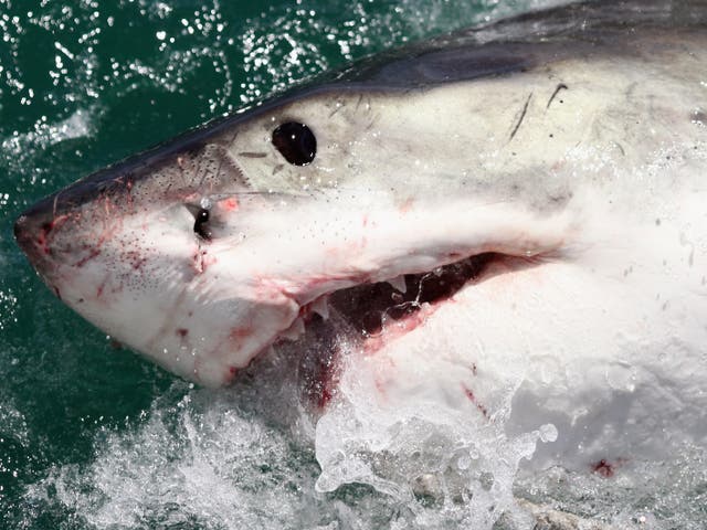 Un gran tiburón blanco es atraído por un señuelo en el 'Shark Lady Adventure Tour' el 19 de octubre de 2009 en Gansbaai, Sudáfrica.