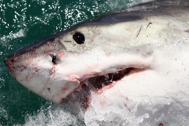 Un gran tiburón blanco es atraído por un señuelo en el 'Shark Lady Adventure Tour' el 19 de octubre de 2009 en Gansbaai, Sudáfrica.