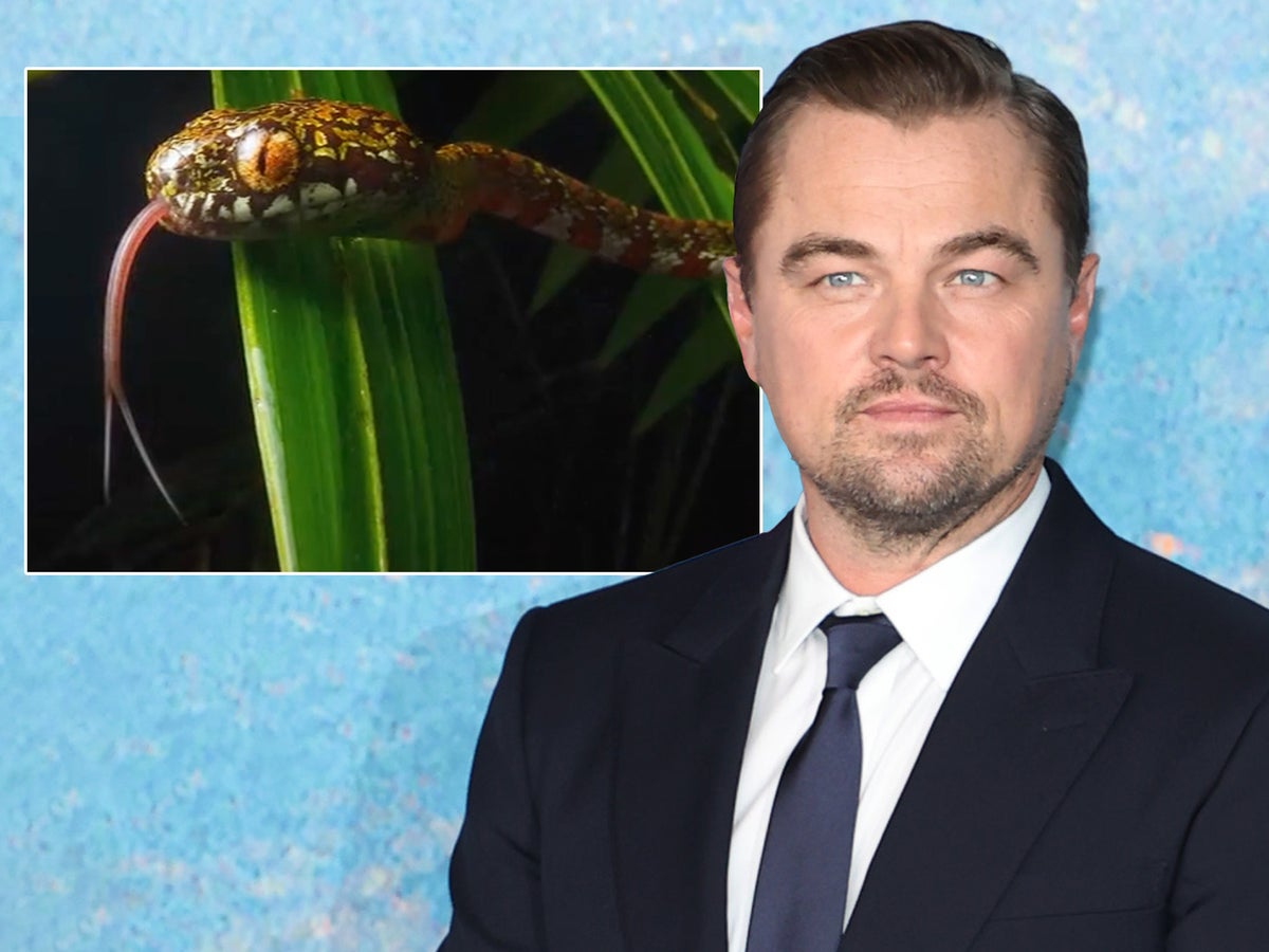 Leonardo DiCaprio names newly-discovered snake species after his favourite woman