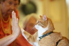 Huge surge in abandoned cats and dogs as RSPCA urges struggling owners to use pet food banks