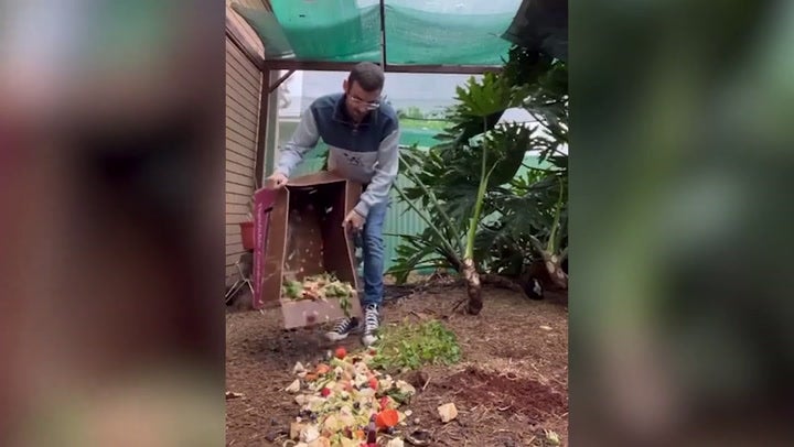 <p>Man accidentally ends up with 80 pet guinea pigs after not separating them</p>