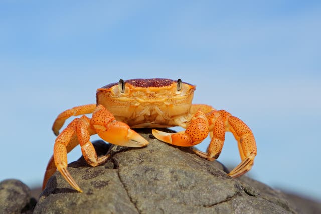 <p>A crab, possibly worrying about footfall in the off-season, possibly not</p>