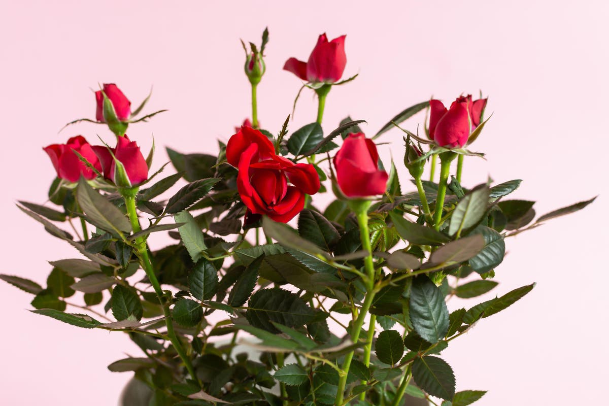 How to keep your potted Valentine’s rose blooming