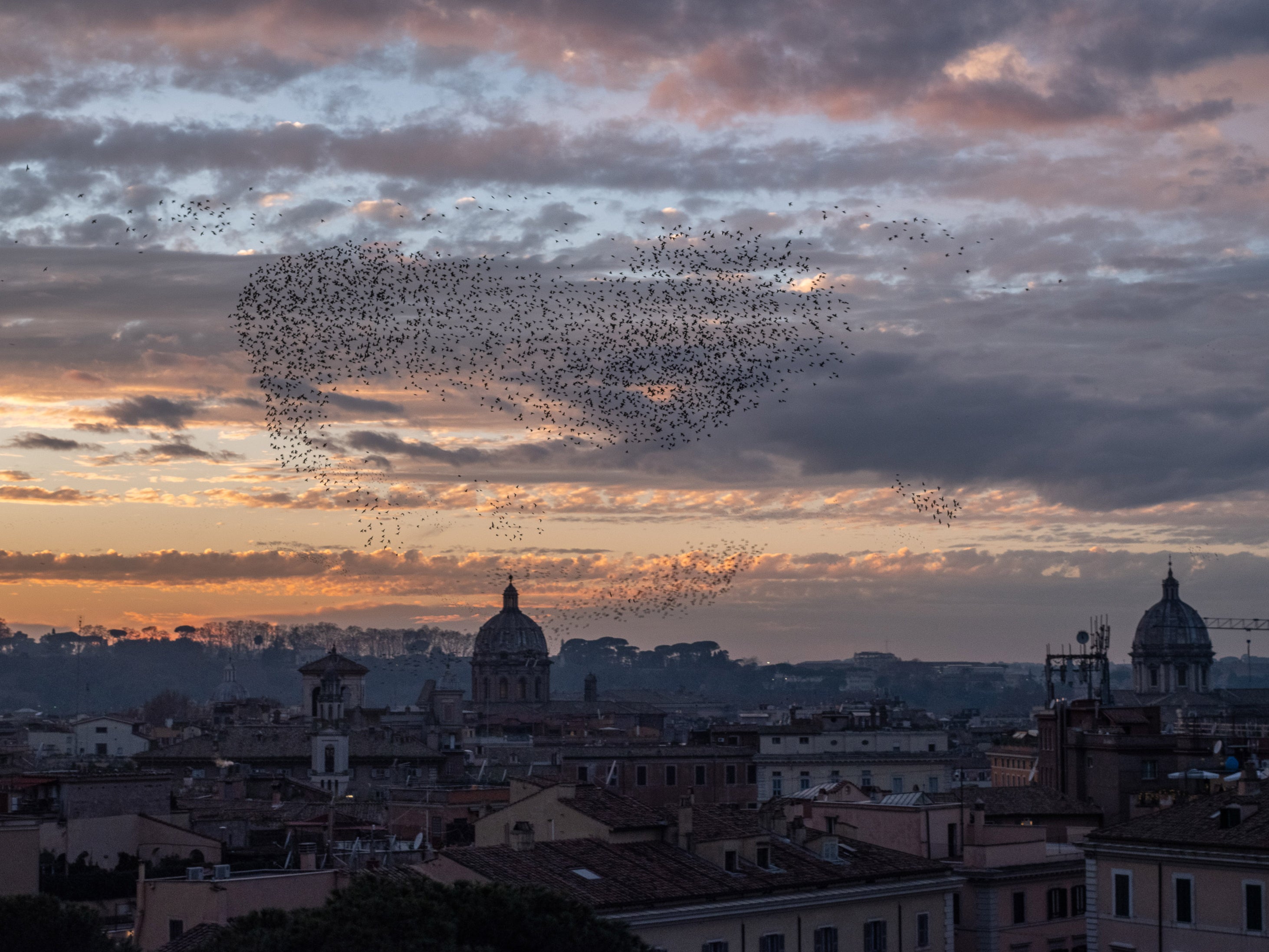 A sunset sky full of starlings beginning their night murmuration as seen from the Altare della Patria in Piazza Venezia in Rome