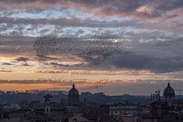 <p>A sunset sky full of starlings beginning their night murmuration as seen from the Altare della Patria in Piazza Venezia in Rome</p>