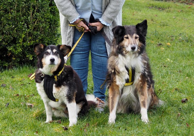 <p>Teddy (R) & Sheba (L).  Dogs Trust’s oldest doggy duo, with a combined age of 34. </p>