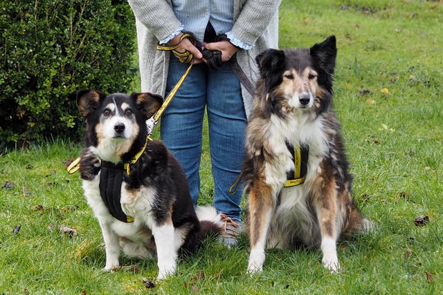 <p>Teddy (R) & Sheba (L).  Dogs Trust’s oldest doggy duo, with a combined age of 34. </p>