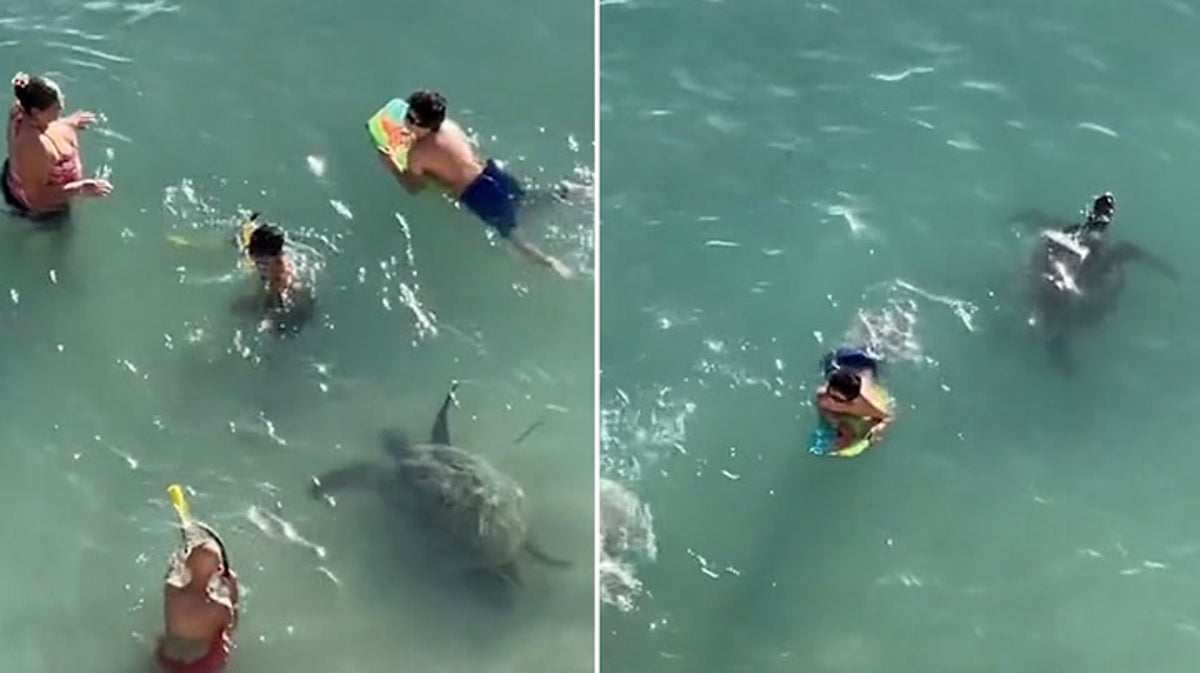 Massive turtle approaches oblivious family swimming in Hawaii shallows