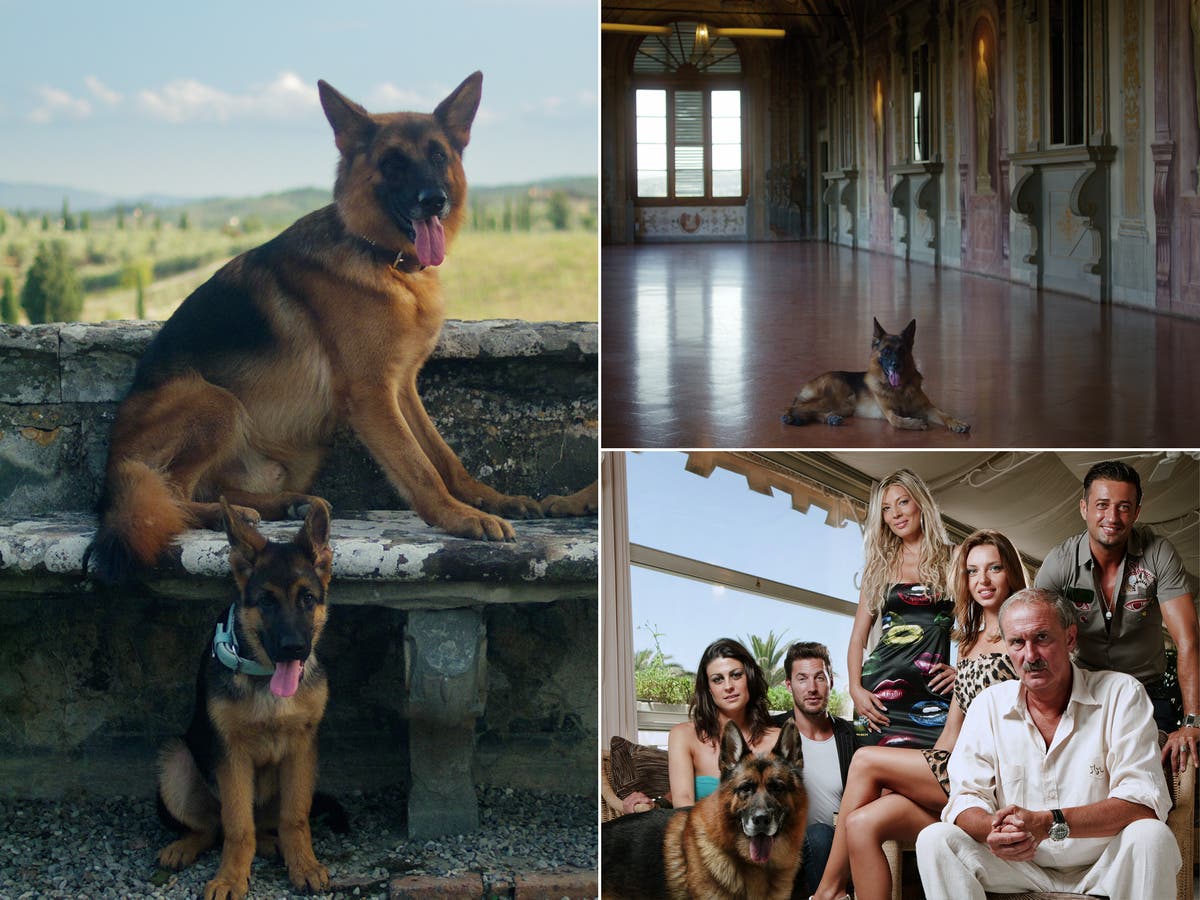 Gunther’s Millions: A German shepherd, his alleged fortune, and the wild tales tying them together