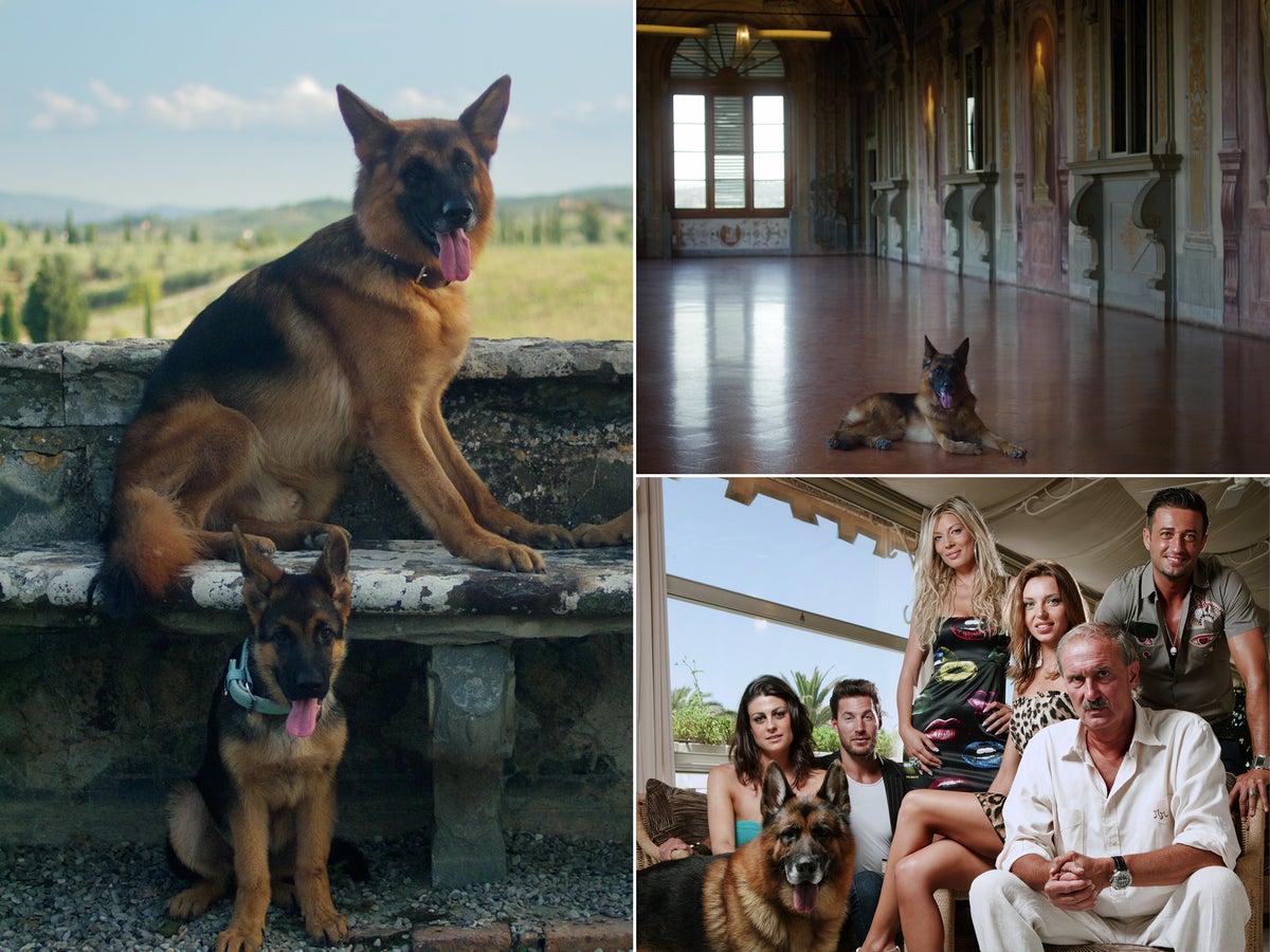 Meet the German shepherd who was the richest dog in the world ...