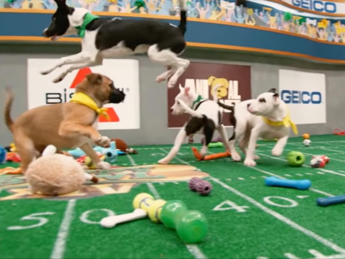 Watch 122 rescue and special needs dogs face off in this year's Puppy Bowl