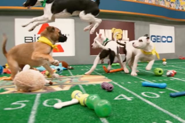 <p>How to adopt the Puppy Bowl puppies</p>