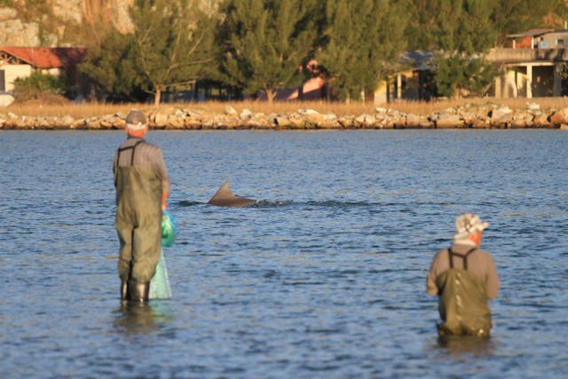 Brazil Dolphins Help Fishermen