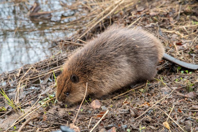 The beavers were released on Friday (The Beaver Trust/PA)