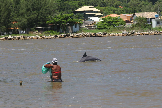 <p>Traditional cooperative fishing between Lahille’s bottlenose dolphins and artisanal net-casting fishers in Laguna, Brazil</p>