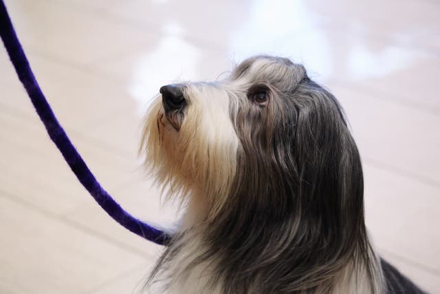<p>Billy, a Bearded Collie and cancer survivor, waits for a treat on 6 February 2014 at Madison Square Garden</p>
