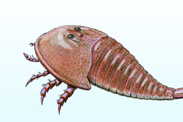 <p>Life reconstruction of a hibbertopterid sea scorpion</p>