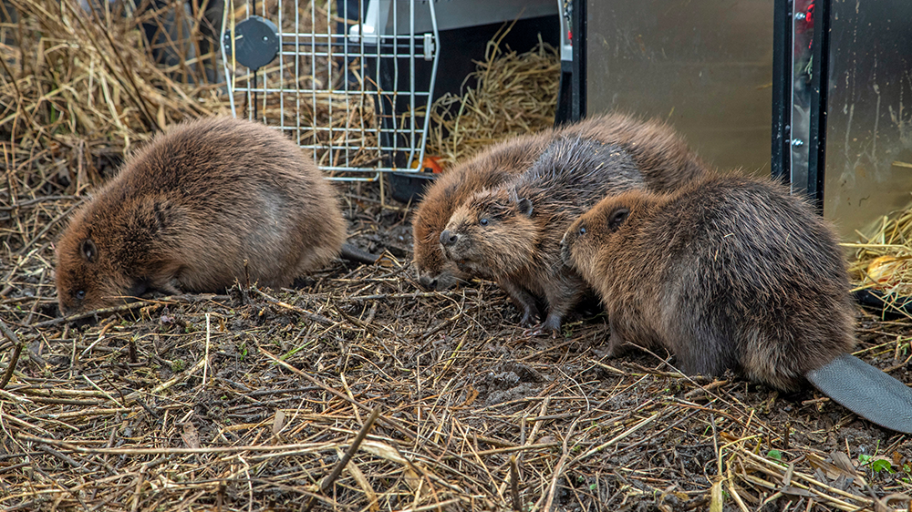 File image: At least one male and one female beaver will be released