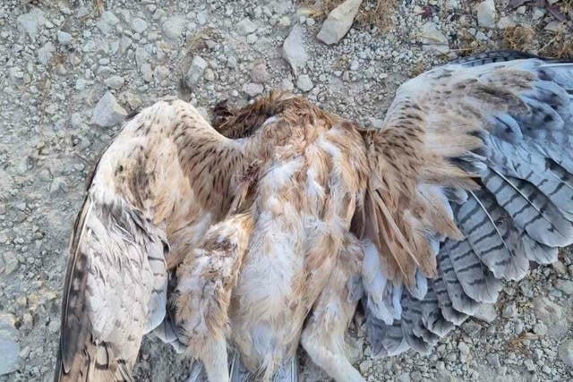<p>One of the poisoned Bonelli’s eagles</p>