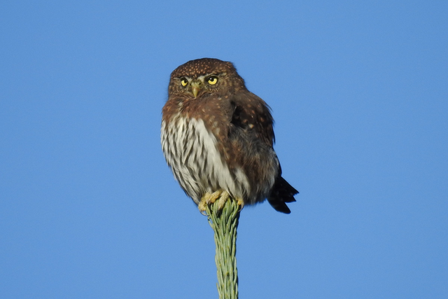 <p>The northern pygmy owl sometimes finds its prey fights back</p>