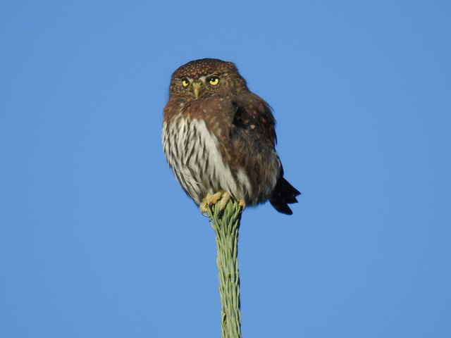 <p>The northern pygmy owl sometimes finds its prey fights back</p>