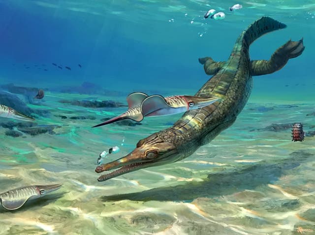 <p>Thalattosuchians became very well adapted to life in the oceans</p>