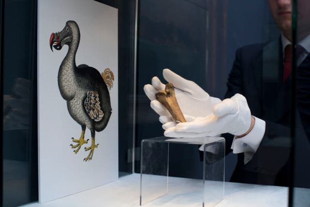 Scientists Vow to 'De-Extinct' Dodo Bird post image
