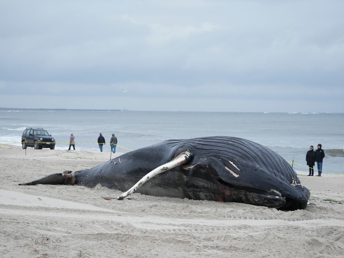 Huge 12-metre whale found on UK beach was 'hit by a boat and dragged for  miles' - Mirror Online