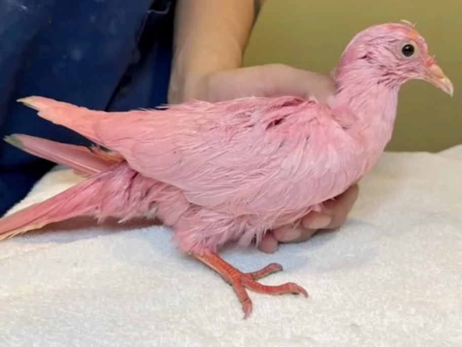 A pink pigeon may have been dyed and released, a rescue group has alleged