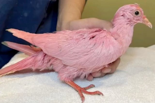 <p>A pink pigeon may have been dyed and released, a rescue group has alleged</p>