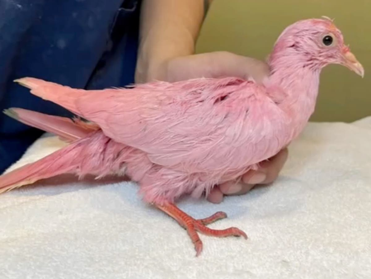 Bizarre pink pigeon found in New York City may have been dyed