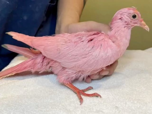 <p>A pink pigeon thought to have been subject of the gender reveal craze was found wandering  through Madison Square Park in Manhattan last year </p>