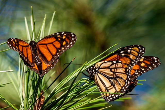 Monarch Butterflies-California