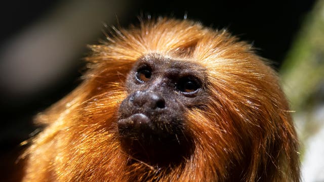 Race to vaccinate rare wild monkeys gives hope for survival | The  Independent