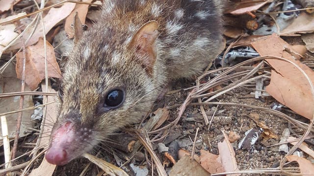 <p>Wild male Northern quoll (Dasyurus hallucatus) found on Groote Eylandt, off the coast of the Northern Territory, Australia</p>