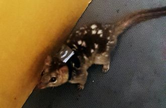 A wild roaming Northern quoll on Groote Eylandt wears a backpack with a tracker, fitted by researchers to measure the behaviour and distances travelled by endangered marsupial