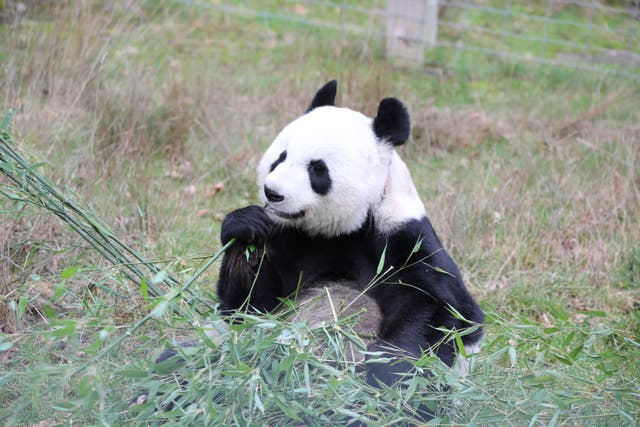 Visitors will get the chance to feed Tian Tian (Edinburgh Zoo/PA)