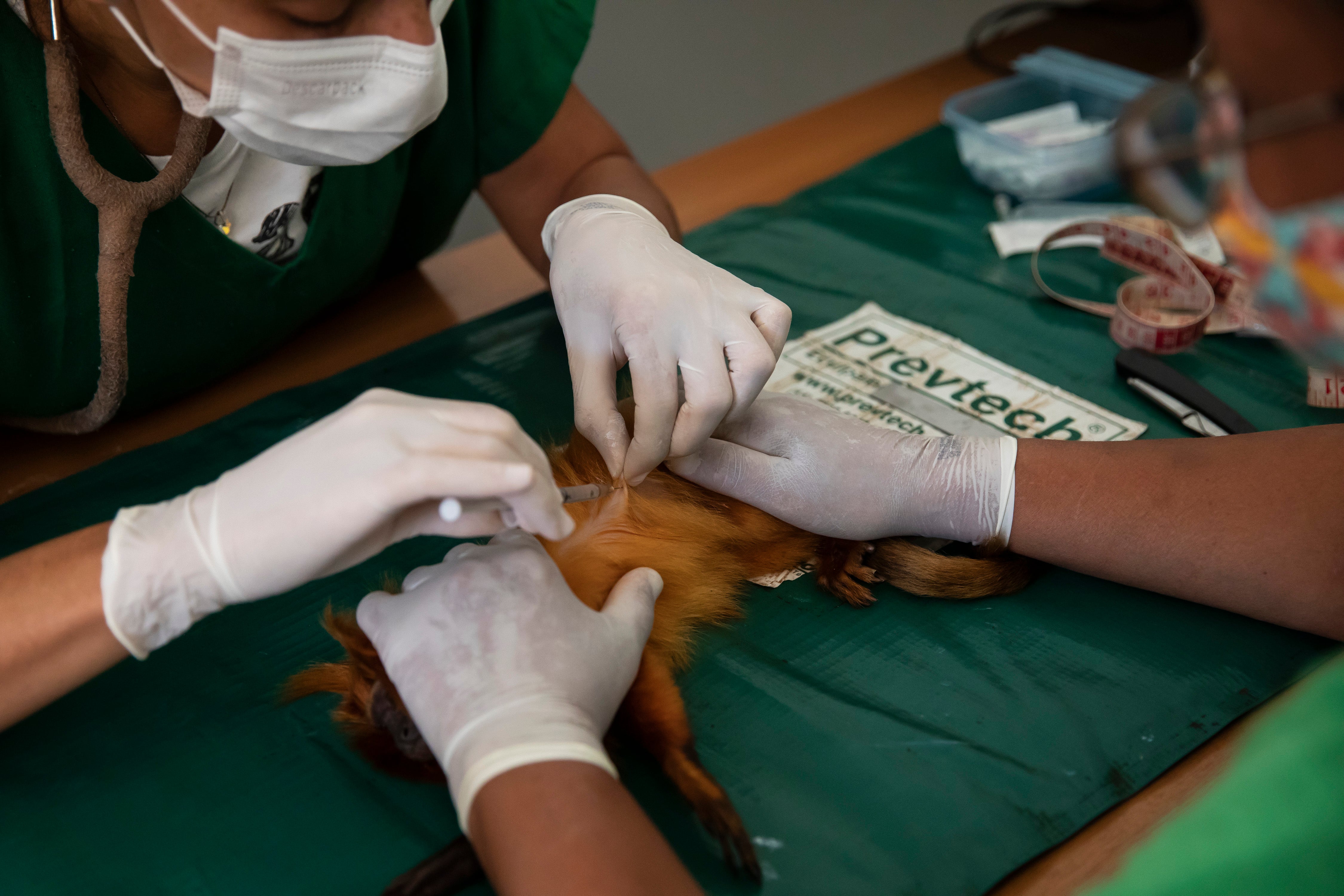 Brazil Golden Monkey Vaccination