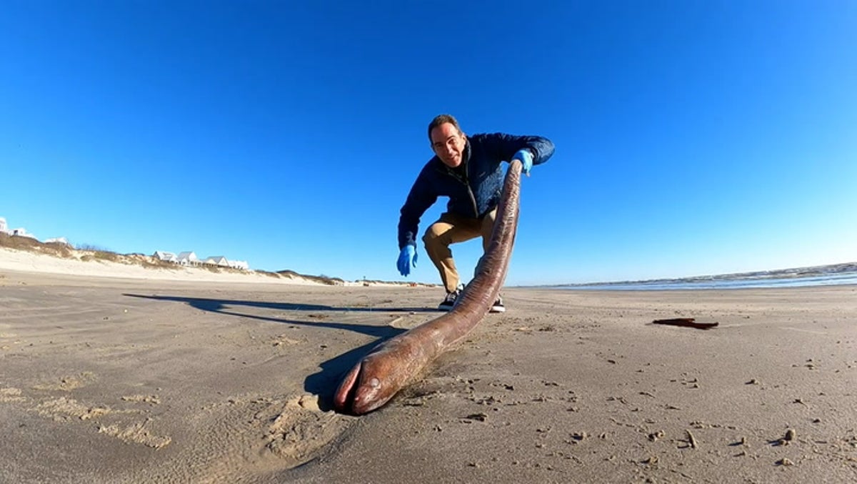 Record-breaking 4ft American eel washes up on Texas beach