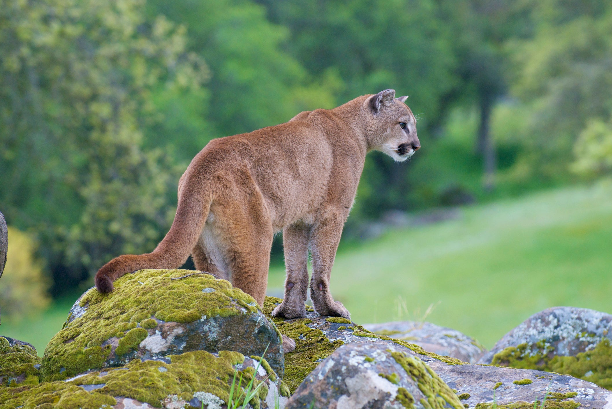 There are thought to be between 20,000 and 40,000 mountain lions, like this one in Yosemite National Park, in the US