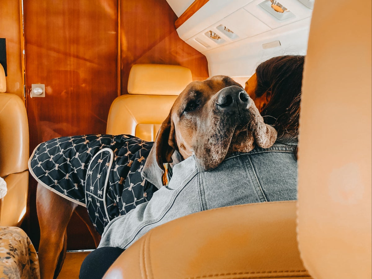 Couple charters $100,000 private jet to fly pet dogs to Europe: ‘Important for them to see more than backyard’