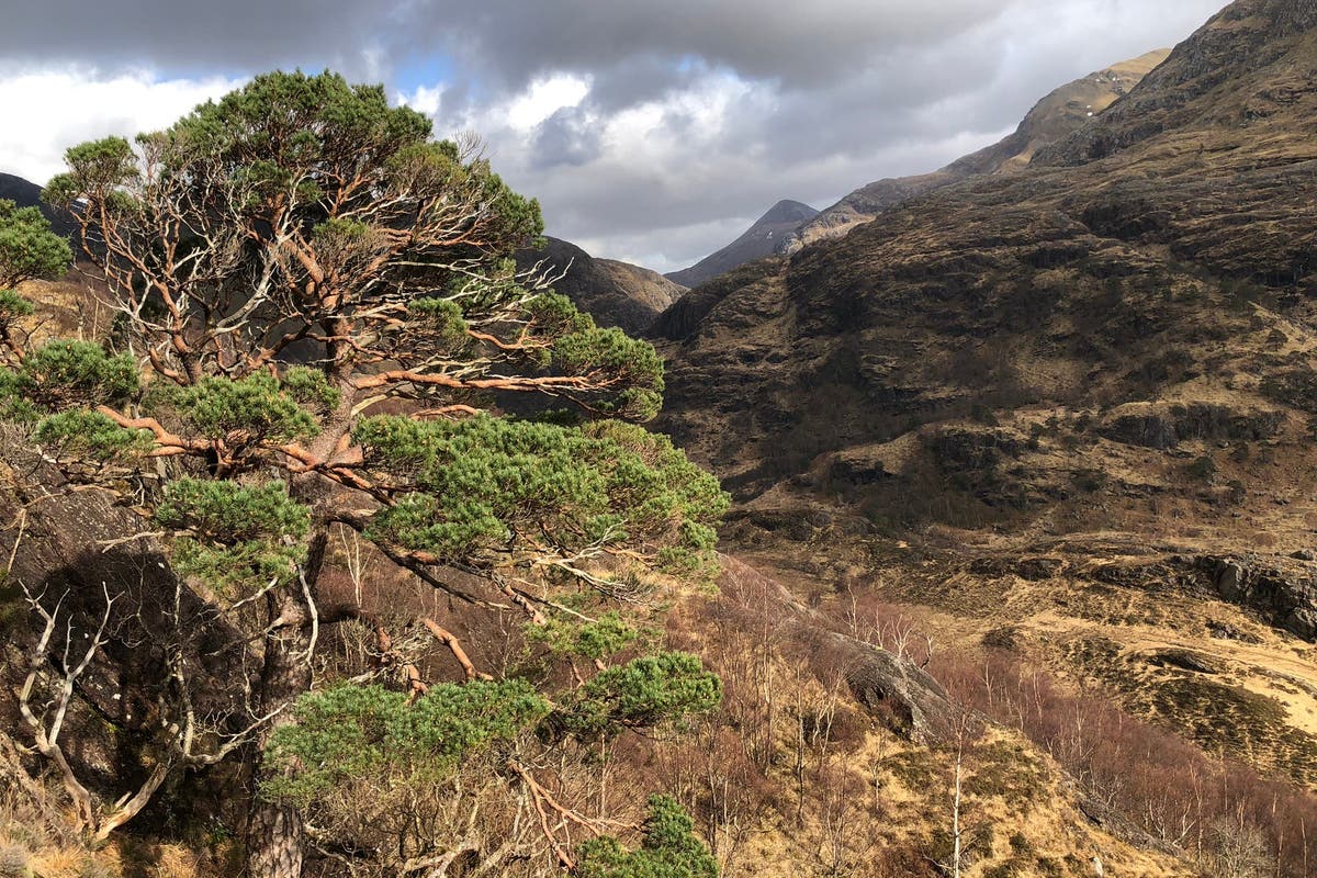 Survival of Scottish pinewoods dating back to ice age on a ‘knifeedge