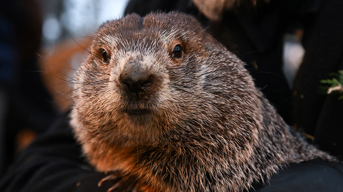 Watch live: Phil the groundhog predicts how long winter will last